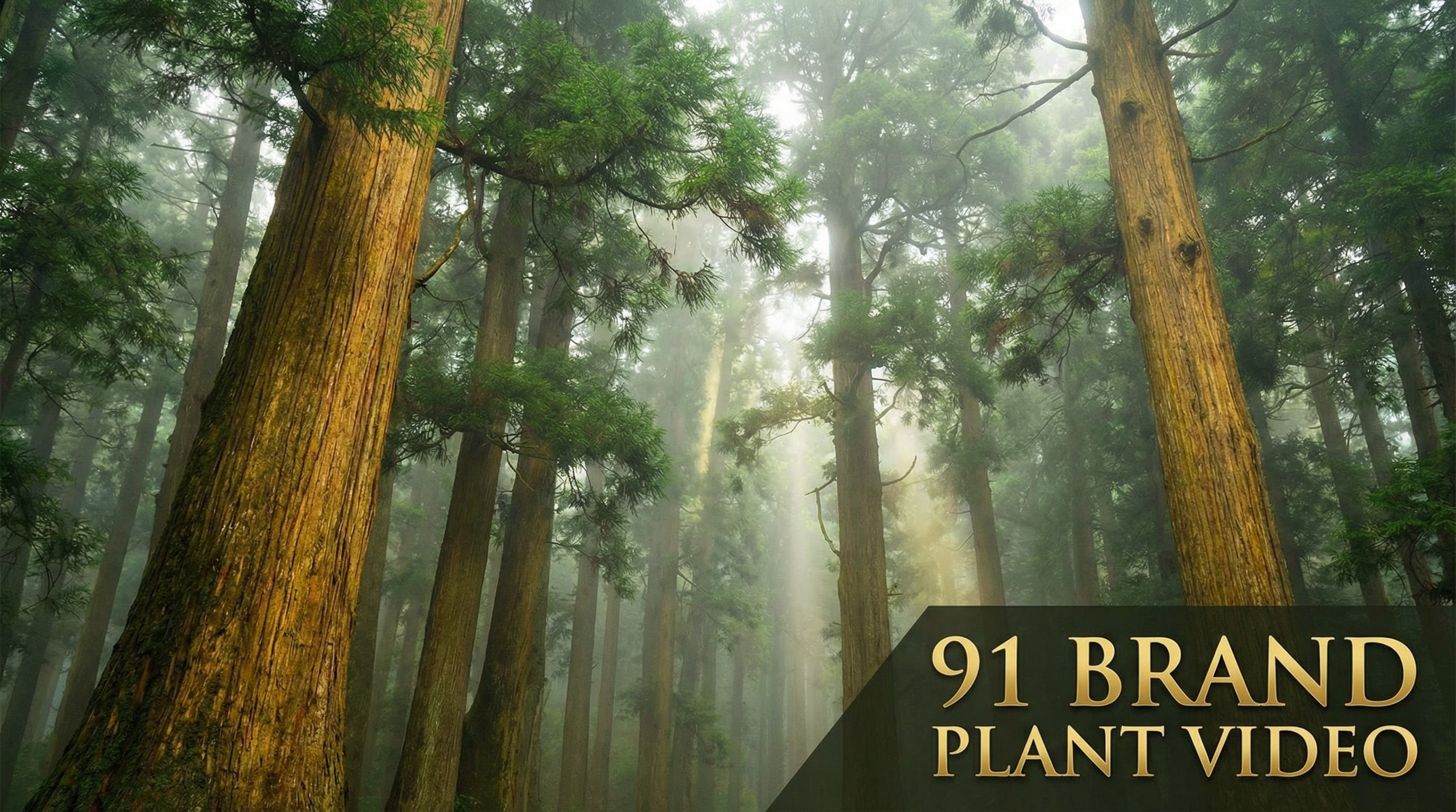 麻豆传媒植物视频